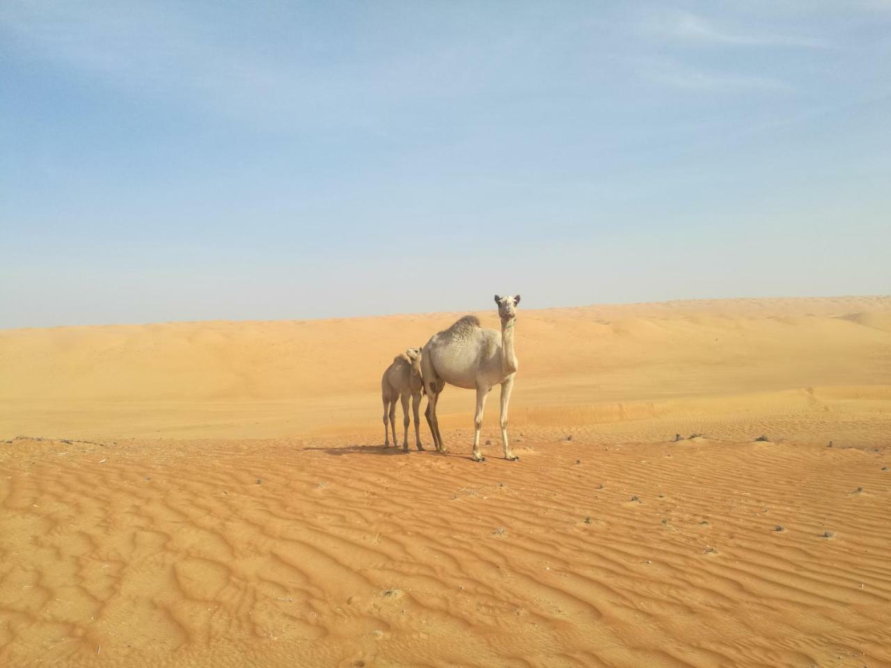 Hamood Desert Private Camp Hotell Al Wāşil Eksteriør bilde